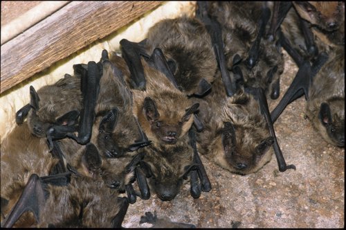 Bat Removal Services in Indianapolis - Bat Eviction - Admiral Wildlife
