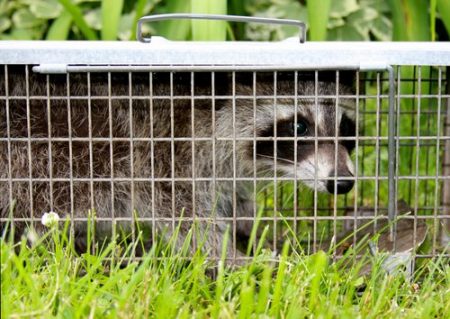 raccoons cottom pest cost schedule cwr traps